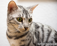 Bengal silber rosetted